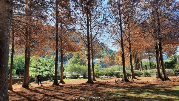 《台中》落雨松季｜石岡挑物古道O繞下情人木橋202501122687591