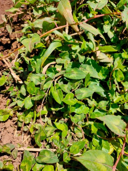 大屯山泥巴滑溜溜914393