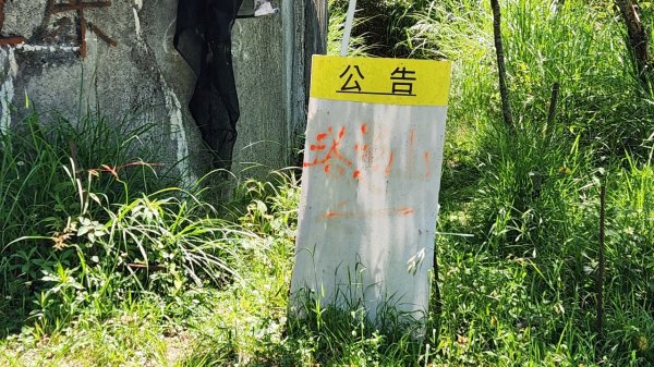 【中級山】是誰，在森林裡施放了魔法與巫術，幽靈草，如此魅惑，魔幻森林塔曼山2743718