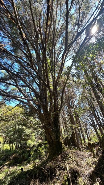 太平之旅 三星山/翠峰湖/見晴2873352