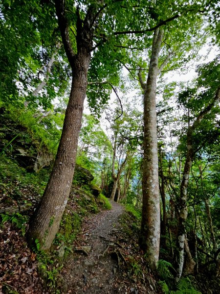 瓦拉米步道(登山口至佳心段)-(花蓮)臺灣百大必訪步道2789413