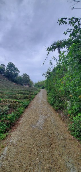 2024-05-18梨子腳山步道2507930