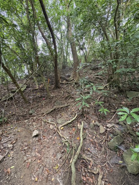 20251108白雲山步道2935198