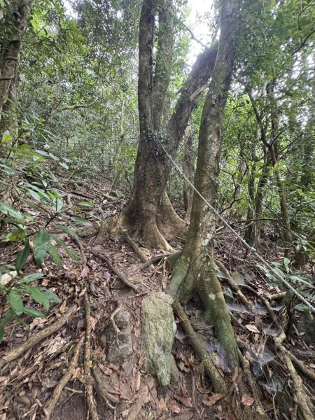 20251108白雲山步道2935200