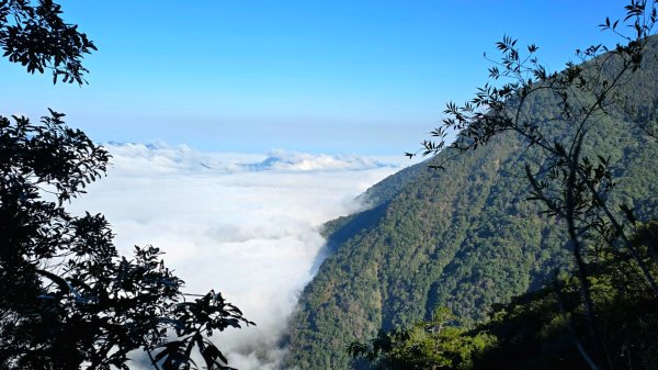 郡大林道19k之郡大神木群二刷～雲海滿出來～2451871