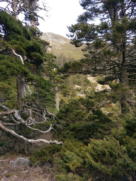 雪山主峰東峰118332