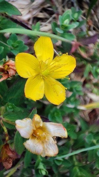 合歡山群峰（南峰、石門山、尖山、東峰）2626838