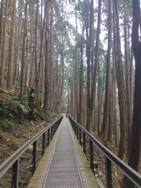 2026.02.14－特富野古道3013714