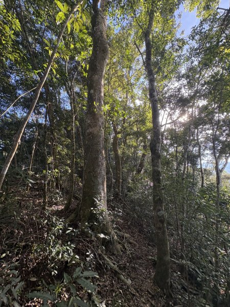 20251207藤枝山步道2957627