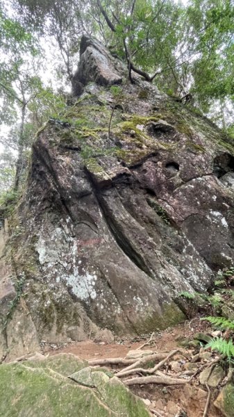 北得拉曼內鳥嘴山賞黃金山毛櫸、神木、雲海2647847