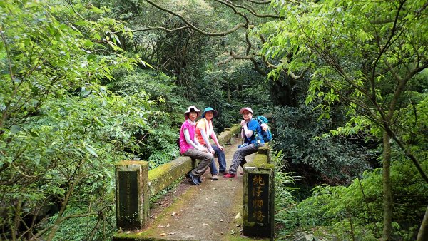 春暖花開暢遊水圳道和水牛有約在陽明山內雙溪古道及頂山石梯嶺步道與坪頂古圳道2086379