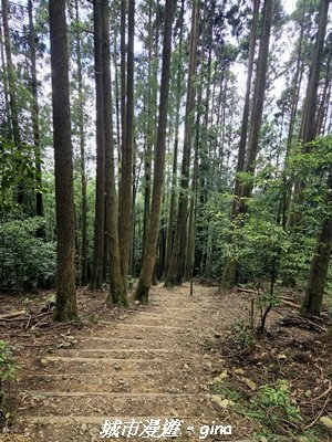 【台中和平】長壽山_肥崠山_山徑3077653