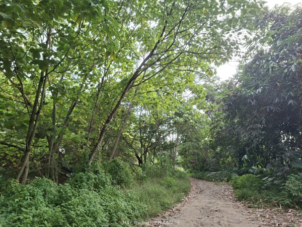 《南投》河岸賞鳥｜竹山下坪生態步道O繞202610173136780