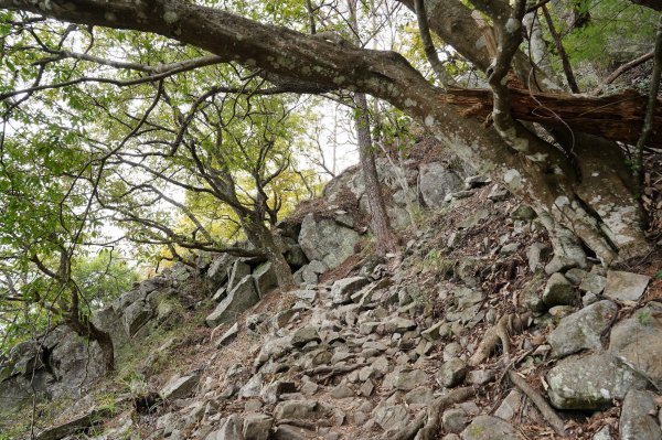 台中 和平 東卯山2674500