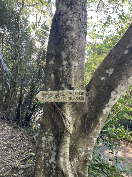 卡保逐鹿山毛欅2935489