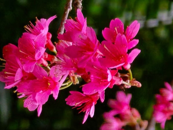 台中大坑9號／9之1／6號／7號O繞3連峰（西平山／平和山／大山母山）2709825