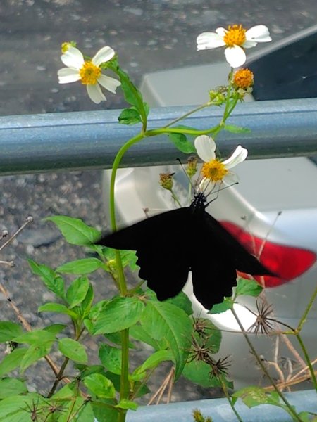 多納六秀 足母山 鬼斧神工一線天 德德山2953046