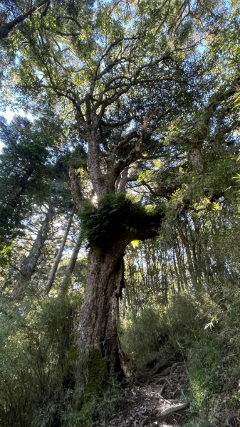 北ㄧ段-審馬陣-南湖北山-南湖北峰-南湖大山-南湖東峰2859118