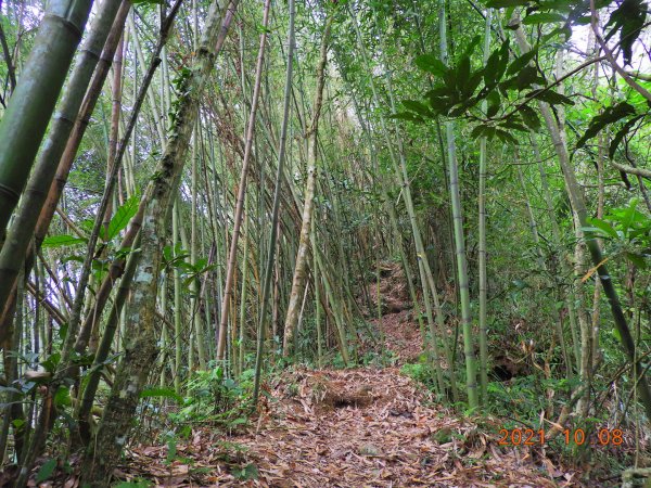 嘉義 阿里山 芙蓉山1486496