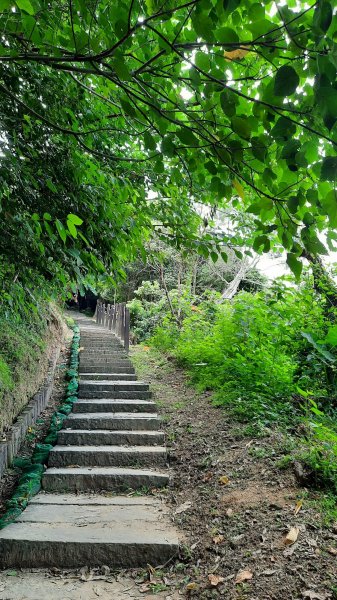 《台中》樹抱石｜大坑步道6上7下健行202109211464883