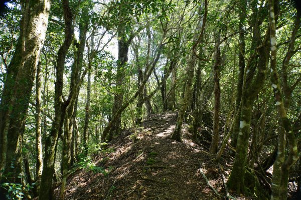 新竹 尖石 芝生毛臺山、虎禮山2903165