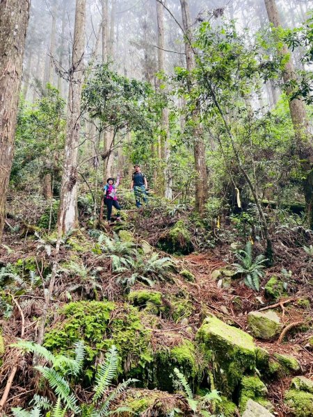 【台中和平】筆直的杉林.林相優美。 橫嶺山x沙連山P型2869053