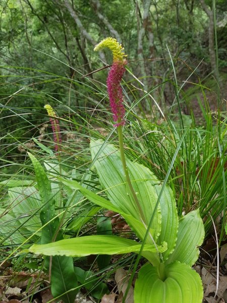 苗栗泰安虎山586557