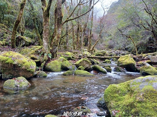 【宜蘭大同】走入南山部落魔法森林秘境。 羅葉尾溪步道