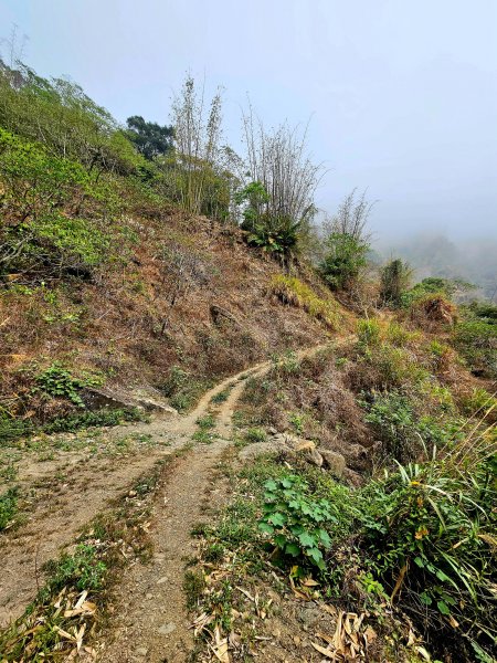 小百岳集起來-西阿里關山2185071