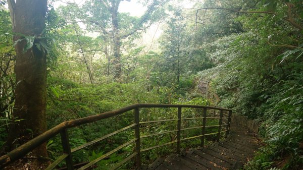 更寮古道(土庫岳) 山豬窟尖山 O型1265626