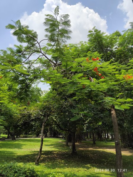 大安森林公園、大港墘公園【走路趣尋寶】【臺北健走趣】2584928