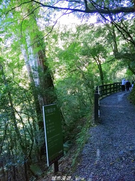 【桃園。復興】有氧森呼吸。 山迢路遠超美的拉拉山神木群步道1501123