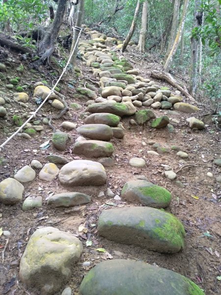 蓮華山步道上蕨類地毯1600965