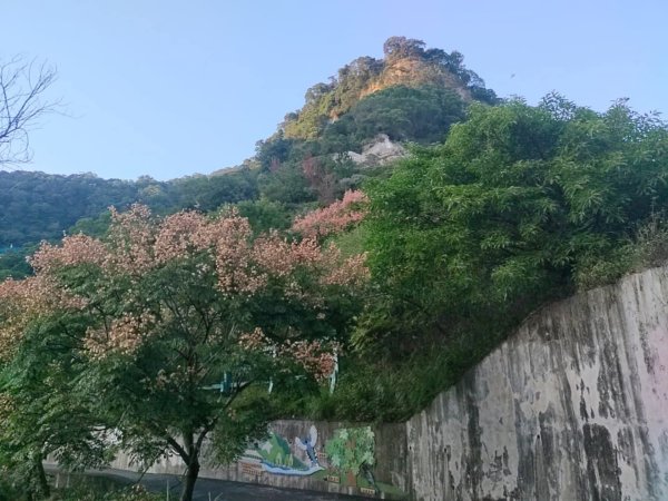 1121104貴子坑親山步道3099482