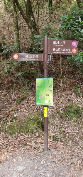 2021-03-20觀霧-檜山巨木群步道1316812