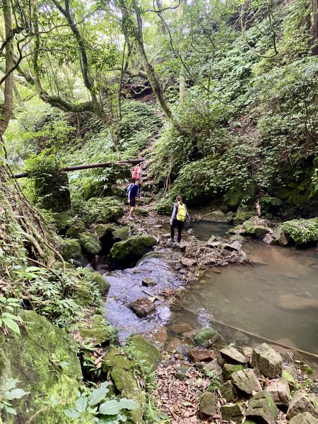 《陽明山的山林片刻｜沿著青春嶺路走向山野的綠意》2939241