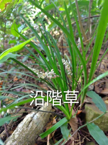 烏山、刣牛湖山、竹子尖山2891948