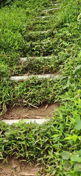 2026-0307 造鎮-文筆山-天華山-南勢角山-蘭花亭-牛伯伯3015828