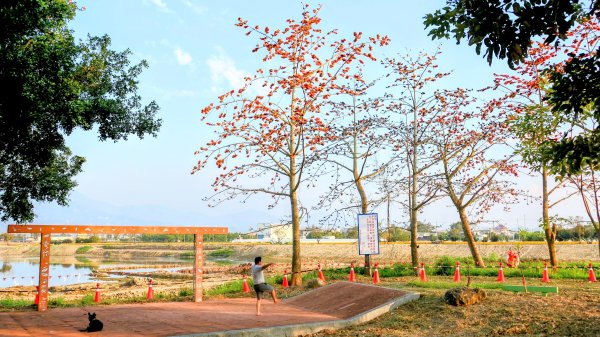 《臨江仙。木棉春色》2735236