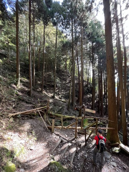 【樂山林道】鐵道遺跡、尤命神木、鹿坑山1650752