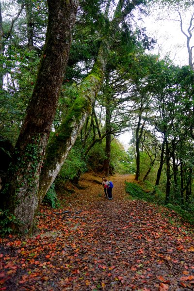 檜山巨木森林步道481493