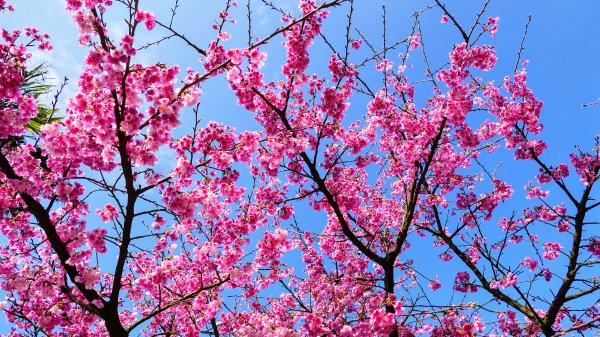 《蝶戀花·天元宮櫻吹雪》2707103