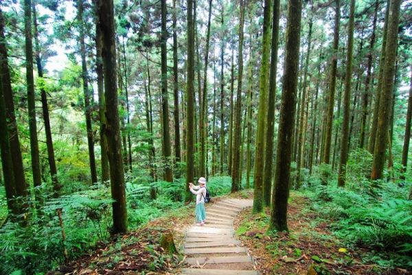 【走在台灣的脊樑上】綠色幽徑 東眼山森林步道