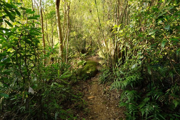 新北-桃園 娘子坑山、烏塗窟山、五十分山2427185