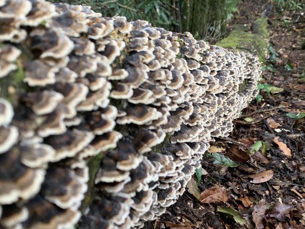 20251220嘉義凸龜山-芙蓉山-天福山2973806