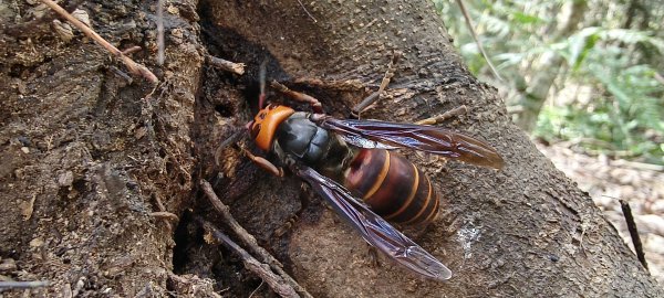 2026/03/15 白冷山步道3016805