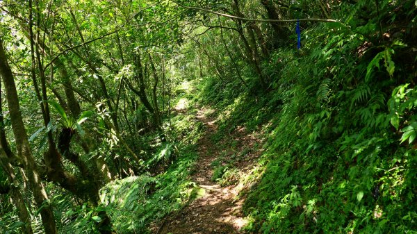 大湖尾,溪尾寮,藤寮坑古道2877518