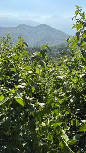 美濃雙溪樹木園（九芎林山2905637