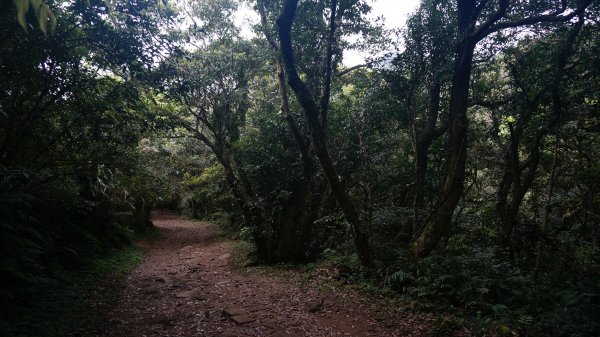 陽明山西段縱走 O形1916481