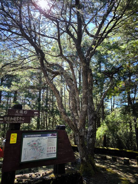 2025-08-24 塔塔加-大鐵杉-鹿林山莊-鹿林前山-鹿林山-黑森林-玉山登山口-上東埔2869073